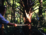 Ralph O'Brien cutting down a cabbage palm to make swamp cabbage