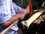 Ralph O'Brien cutting into the cabbage palm