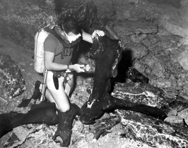 Scuba diver examining mastodon bones at Wakulla Springs