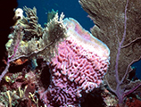 Basket sponge at the John Pennekamp Coral Reef State Park