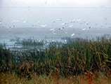 Flock of birds in the Everglades