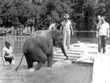 Filming of Tarzan's Secret Treasure at Wakulla Springs (ca. 1940)