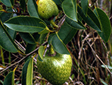 Custard apple growing in the Everglades National Park