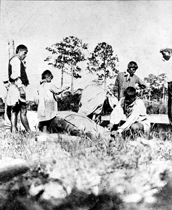 Seminole family butchering a manatee for food (c. early 1900s))