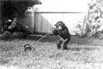 Baby chimpanzee mowing the lawn: Kendall, Florida