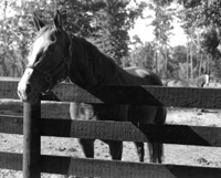 Horse in a Field Then