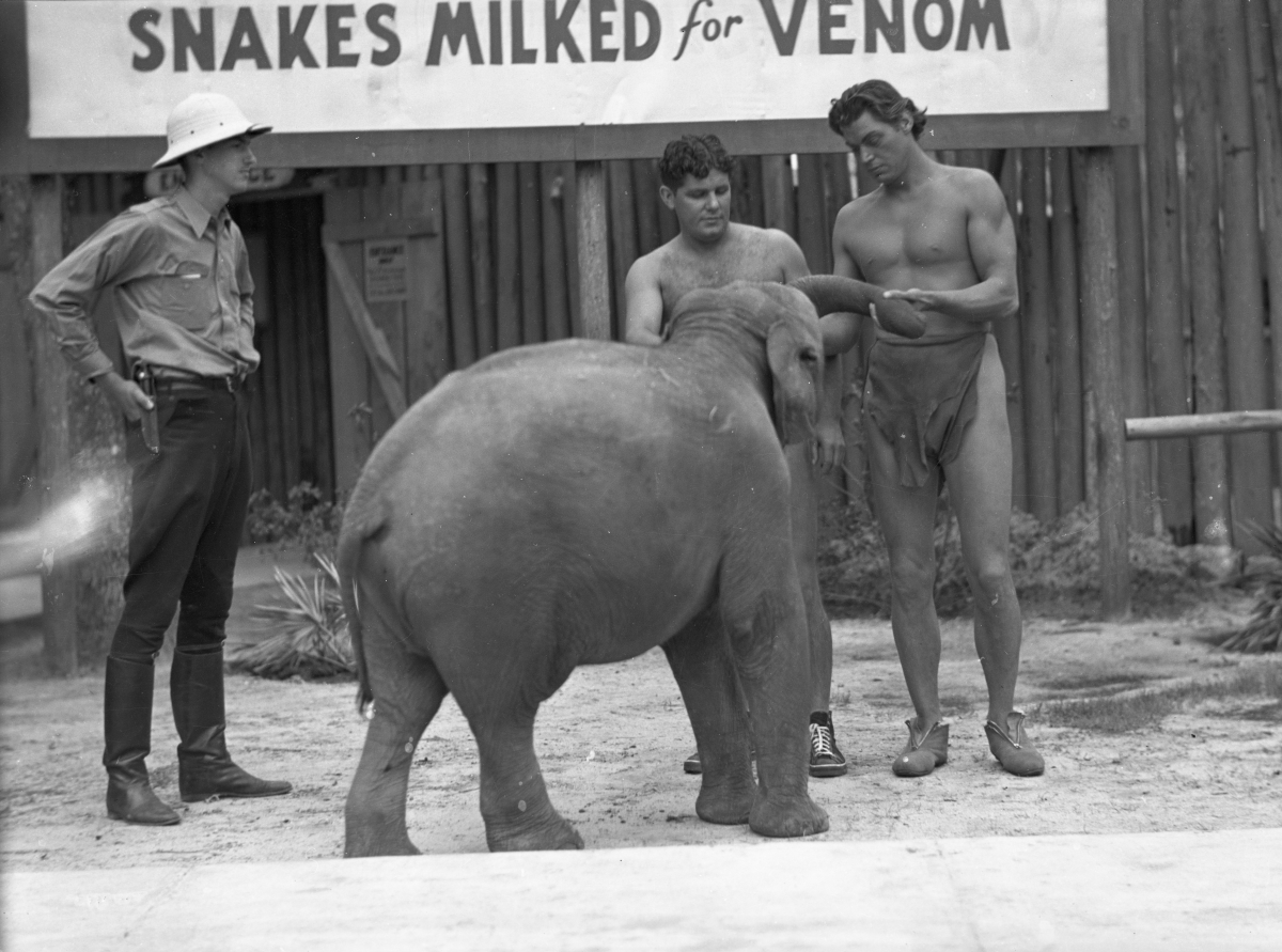 Johnny Weissmuller (right) and Ross Allen (center) with a baby elephant at Ross Allen's Reptile Institute during the filming of Tarzan Finds a Son! at Silver Springs, 1939. Photo by Bruce Mozert. 