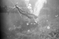 Ricou Browning swimming underwater during filming of "Revenge of the Creature" movie.