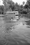 Diver and creature character in the water during filming of "Revenge of the Creature" movie.