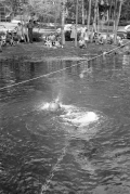 Spectators watching the filming of "Revenge of the Creature" movie at Silver Springs.