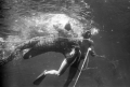 Creature character in the water with scuba diver during filming of "Revenge of the Creature" movie at Silver Springs.