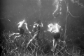 Underwater film crew on set of "Revenge of the Creature" at Silver Springs.