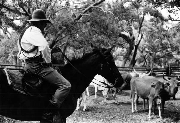 Florida cowman reenactor with scrub cattle at Lake Kissimmee State Park (circa 1980).