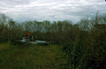 Airboat traveling through the swamps