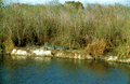 Alligator on the bank of a river at the Dania Seminole Indian Reservation