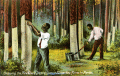 Chipping the pine tree & dipping gum on turpentine farm in Florida.