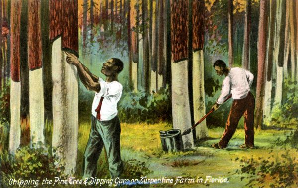 Chipping the pine tree & dipping gum on turpentine farm in Florida.