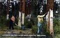 Chipping the pine tree & dipping gum on turpentine farm - Florida.
