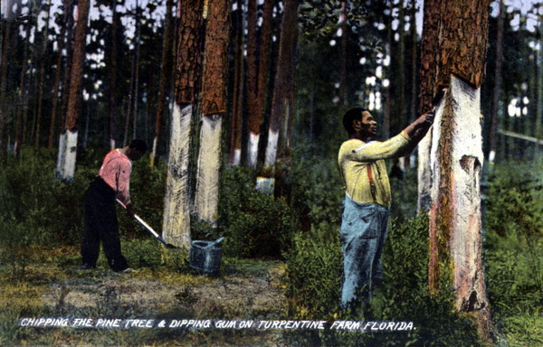 Chipping the pine tree & dipping gum on turpentine farm - Florida.