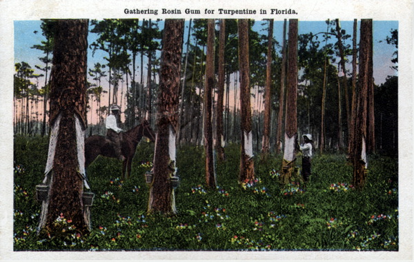 Gathering rosin gum for turpentine in Florida.