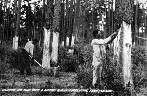 Chipping the pine tree and dipping gum on a turpentine farm