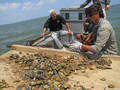 Oysterman Joseph James of Apalachicola showing Governor Charlie Crist how oysters are measured in Apalachicola Bay.