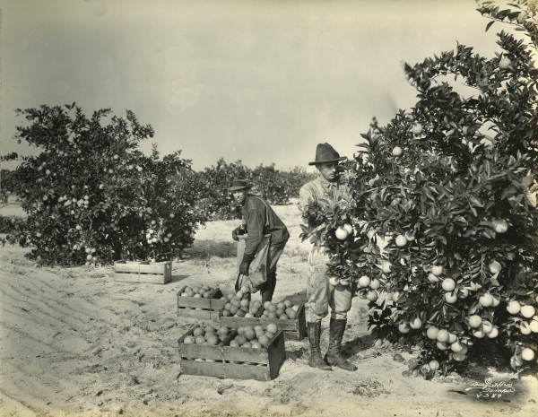Picking oranges about 1/4 mile from Pinecrest Villa, Tampa, Florida, 1925