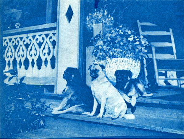 Bridge family dogs in Dade City.