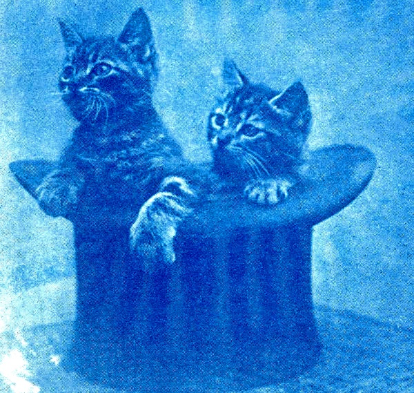 Kittens in a top hat in Dade City, ca. 1920