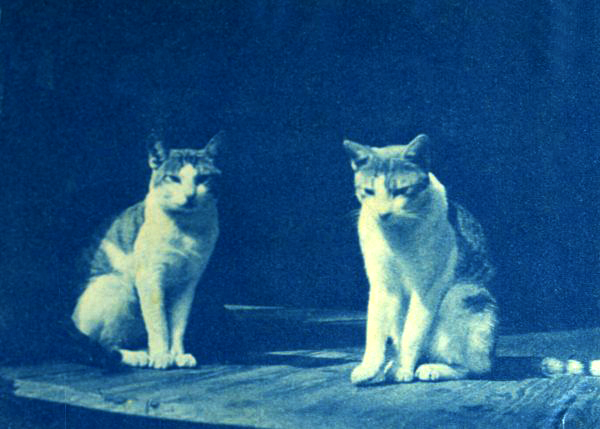 Bridge family cats in Dade City, ca. 1920