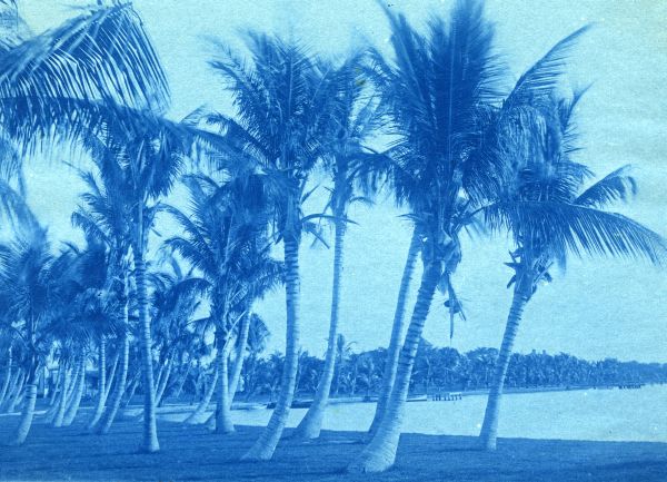 Palm trees in Lake Worth, 1896
