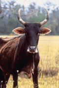 Close-up view of Florida cracker cattle.