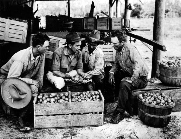 Group of men grading potatoes (1920s).