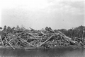 Forest debris from the construction of the Cross-Florida Barge Canal