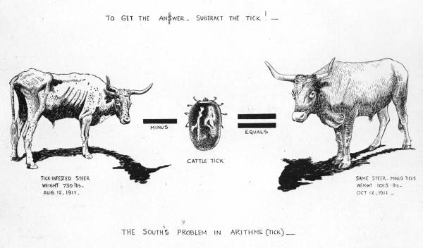 Effects of ticks on cattle (1913)