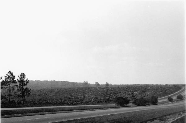 A field of bulldozed tung trees off U.S. Highway 27 between Capps and Tallahassee (1976).