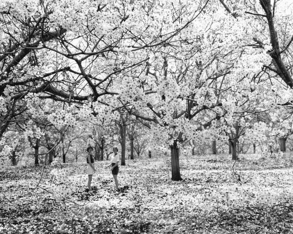 Tung trees growing in an orchard near Capps, headquarters of the aptly named 