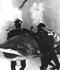 Stunt divers in underwater movie moving shark