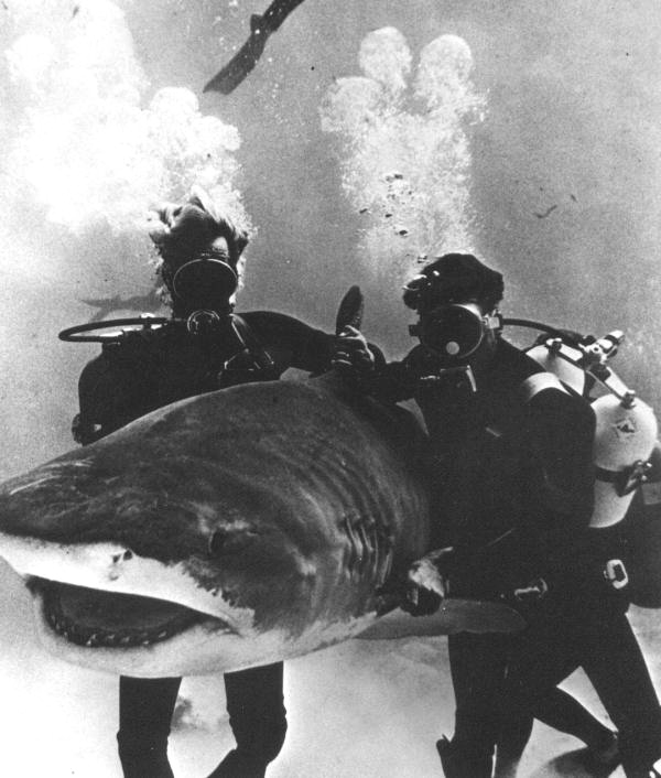 Stunt divers in underwater movie moving shark