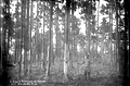 Boxed turpentine forest near Melrose