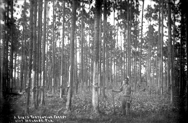 Boxed turpentine forest near Melrose