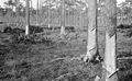 Grove of turpentine pines