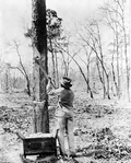 Removing scrape to make turpentine