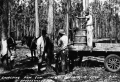 Gathering raw gum for turpentine - Brooksville, Florida
