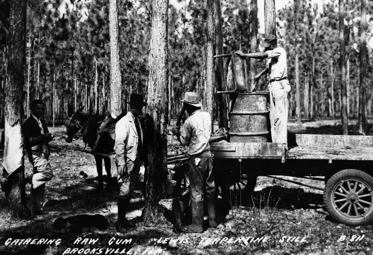 Gathering raw gum for turpentine - Brooksville, Florida