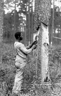 Scraping a tree to make turpentine