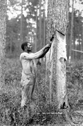 Pulling turpentine