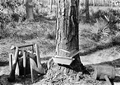 Cuts made for turpentine