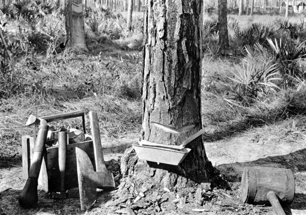 Cuts made for turpentine