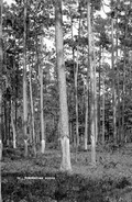 Scraped pines for turpentine